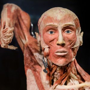 Bodyworldbody1.jpg