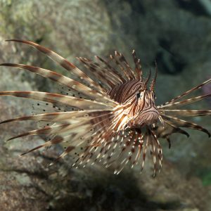 8696_Lionfish_Pterois_Volitans_1