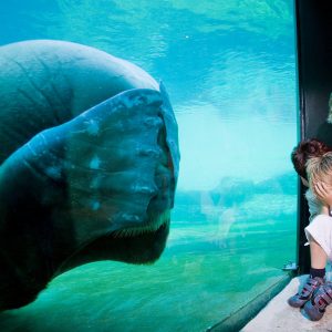 Foto:Marco Hofste 090908 Harderwijk  Dolfinarium Educatie