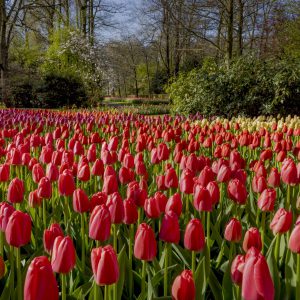 Photocredit: Keukenhof / Laurens Lindhout