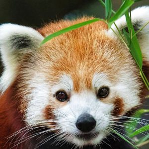 Rode panda hoofd