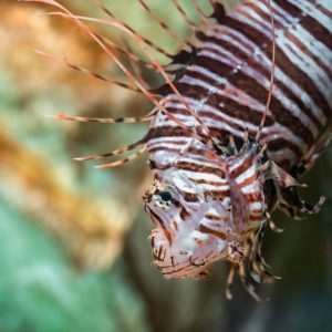 Vis Zee Aquarium Bergen aan Zee