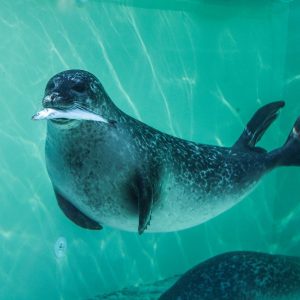 Zeehond Zee Aquarium Bergen Aan Zee