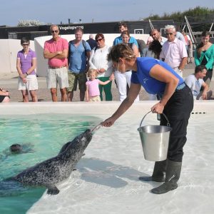 voeren-zeehonden